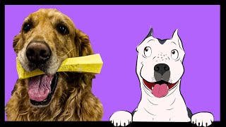 Playology Squeaky chew Stick review with guest toy tester Galahad!