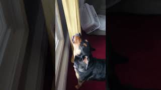 I Howl And Then My Dog Howls