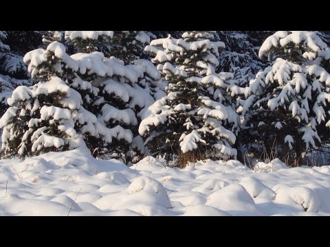 Видео: Запознайте се с 6 нови вида бирен хмел