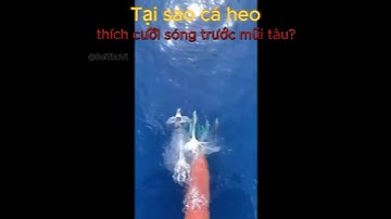 Tại sao cá heo thích cưỡi sóng trước mũi tàu #cothebanchuabiet #bancobiet #shorts #@SoiThuVi