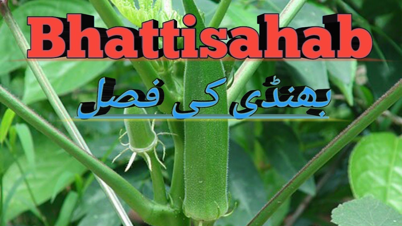 بھنڈی کی فصل Bhattisahab #ladyfinger #youtubevideo 