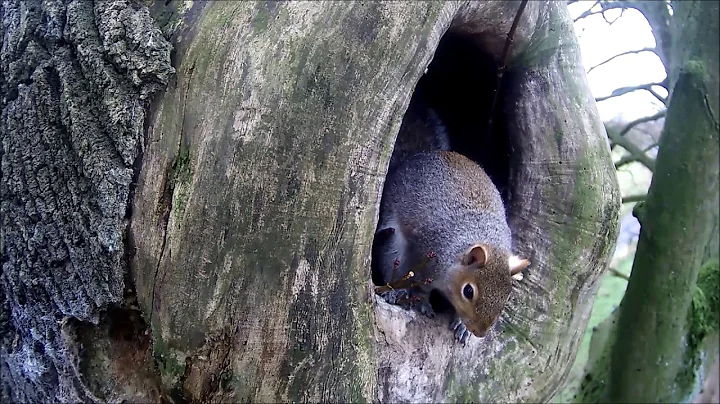 Grey Squirrel Building a Drey in an Owl Nest