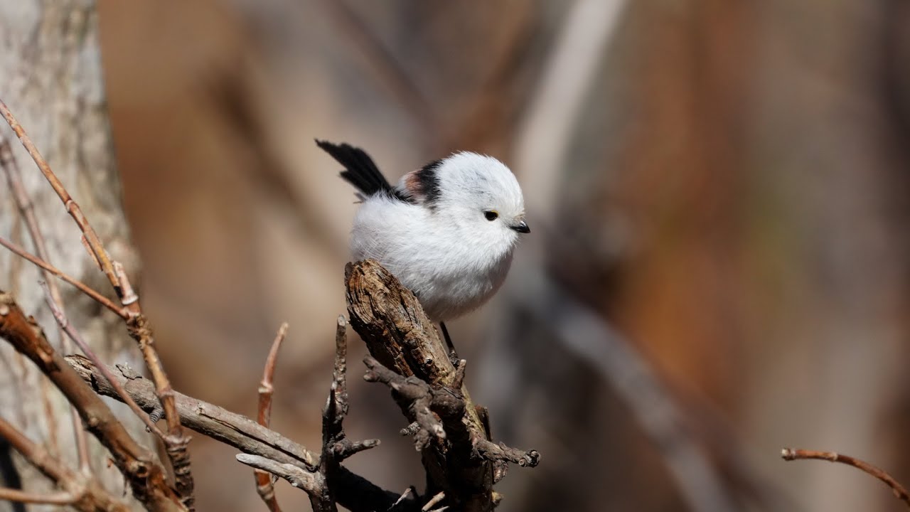 4K] シマエナガ longtailedtit - YouTube