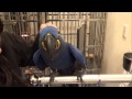 2015/01/11 初上陸！　ヒヤシンスマコウ