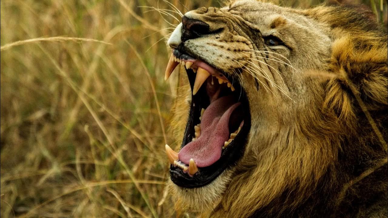 Lion Roaring Sound Effect Lion Sounds YouTube lion-roaring-sound-effect-lion-sounds-youtube