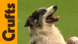 Crufts 2012  Heelwork to Music Freestyle Competition