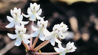 Tired of an Empty Shade Garden?!? Making a Shady Butterfly & Wildlife Garden