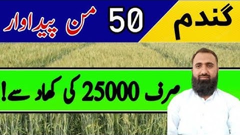 How to get 50 maunds per acre yield of wheat with Fertilizer of only 25000 || Bilal Kanju Official