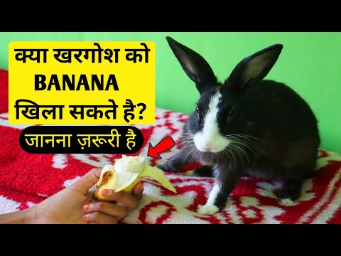 Video: Kunnen konijnen banaan eten?