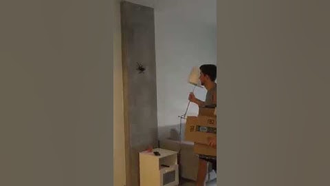 Bir anda zıplayan örümcek