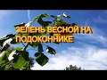 ЗЕЛЕНЬ  НА   ПОДОКОННИКЕ