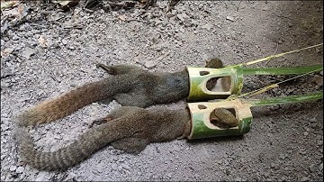 Wild Trap: Good traps and Create an amazing traps to catch squirrels