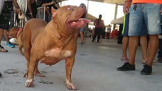 Bullapalooza Salvador Bahia O Grande Evento Canino Parte -1