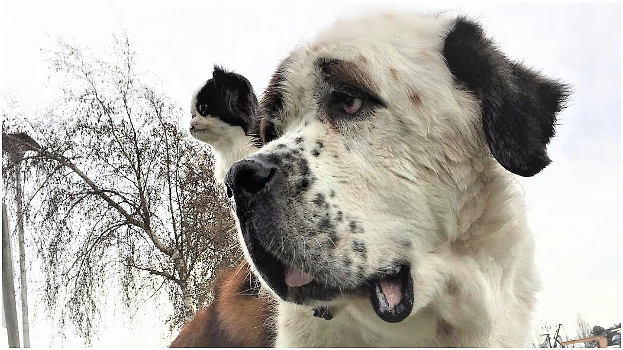 It May Look Like This Giant Dog Has A Strange Growth, But It’s Actually His Adorable Best Buddy