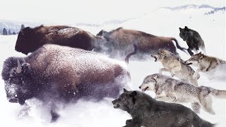 That's how Wolves winter! The most effective HUNTING tactics in the snow!