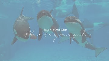 Photograph - Favorite Killer Whale Mep