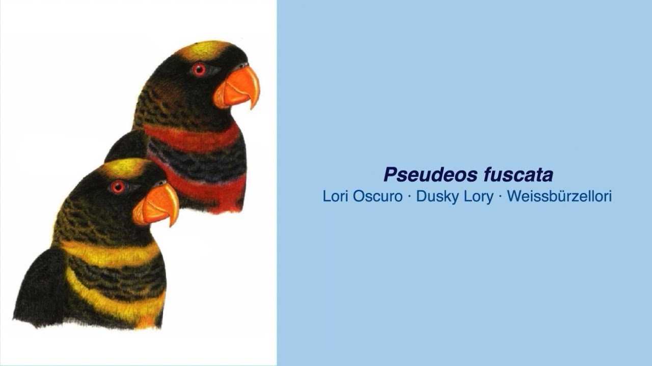 350 Parrot Species  -  #12 Pseudeos fuscata