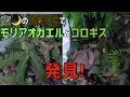 【撮影成功！】野生のコロギス発見・採集動画