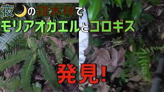 【撮影成功！】野生のコロギス発見・採集動画