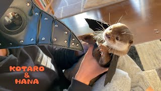 恐怖カラス男につかまったコウモリ風カワウソ　Bat Otter vs The Plague Doctor