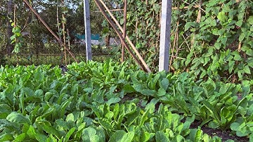 40 ngày trồng và thu hoạch củ cải trắng I 40天的白萝卜种植与收获 I 40-day white radish planting and harvesting