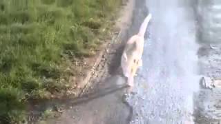 Zirkuskatze