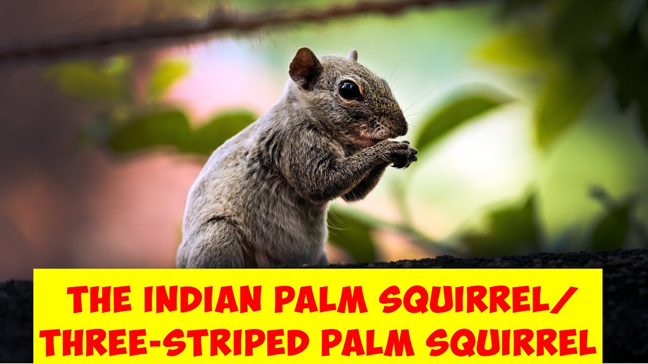 The Indian palm squirrel or three-striped palm squirrel (Funambulus palmarum )