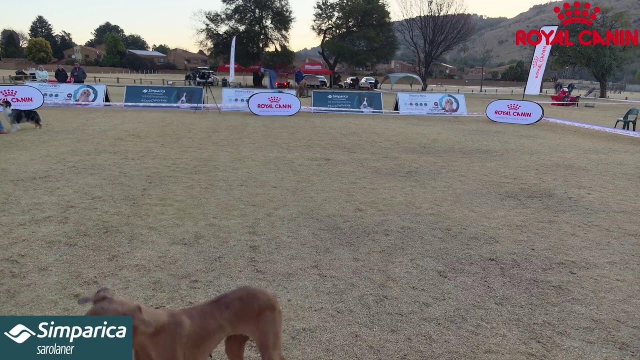 Dog Shows LIVE  / Goldfields Supporters Northern Kennel Club Championship Show BIS's 2024 /1