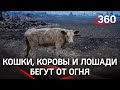 Обгоревшие кошки и голодные коровы – в Якутии животные спасаются от пожаров. А люди им помогают