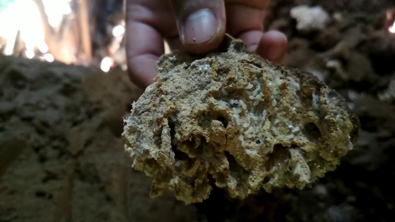 Cara membuat umpan kalut dari rayap||anay anay||umpan andalan 