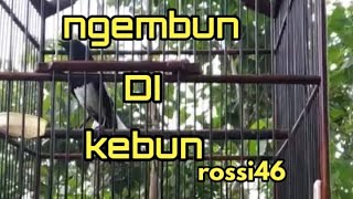 terapi kacer habis mabung