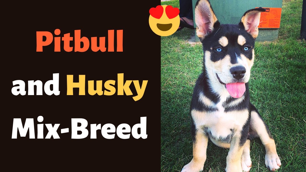 Pitbull and Husky Mix-Breed (Pitsky): Temperament, Health and Training - YouTube
