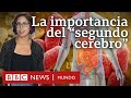 Por qué son tan importantes los microbios del intestino, al que llaman "segundo cerebro"