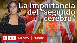 Por qué son tan importantes los microbios del intestino, al que llaman 