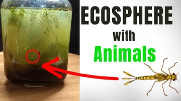 Creating an aquatic ecosystem in a closed jar | Ecosphere