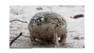 Angry Squeaking Frog-Super cute Animals: Preview BBC One