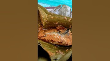 Thumbnail of Botok Ikan Patin?! Pertama kali nyobain ini di nayamul #SHORTS #javastreets #fyp #kulinerindonesia