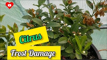 Citrus Tree Frost Damage