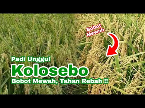 PERBANDINGAN PADI KOLOSEBO 02 DAN DENOK SUPER USIA 88 HST