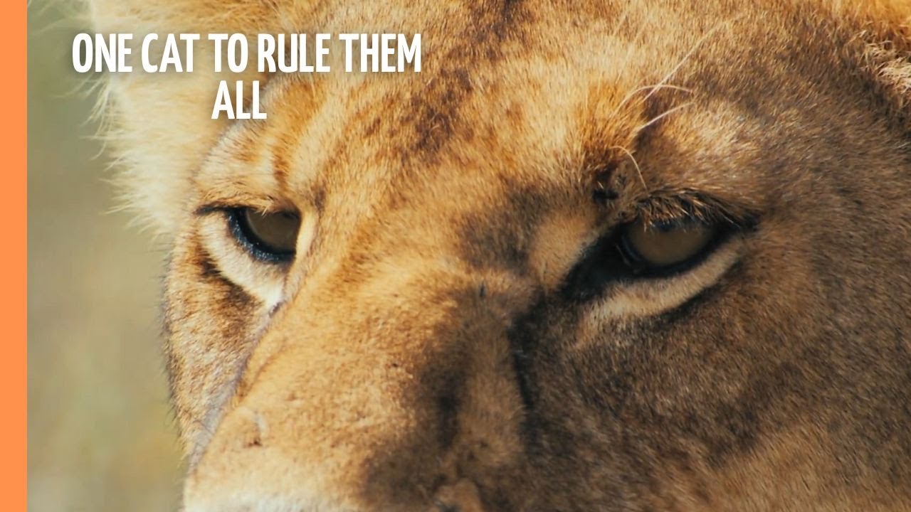One Cat to rule them all Is the Lion the true King of Beasts? YouTube