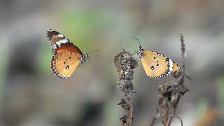 Butterfly with Hans Zimmer soundtrack | Jungle Weather