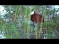 African jacana carrying chicks under it&#39;s wings to a safe place 26 March 2022 @ Splash Camp 😊😊😊