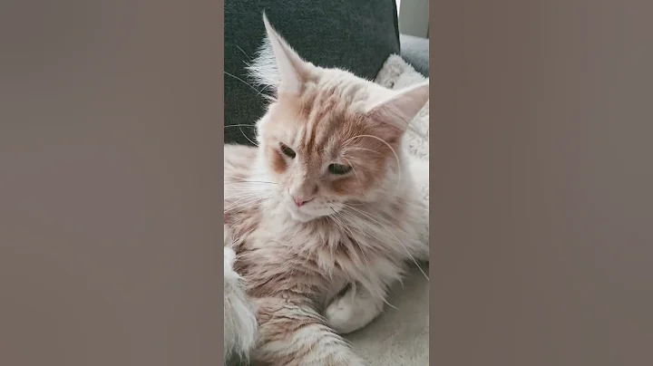 Watch the video about My cats are lazy... #Mainecoons #popcornchannel #Lazycats #prettycats