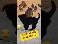 Funniest Animal Fail Caught on Camera 😭🐱 #youtubeshorts #funnyanimals