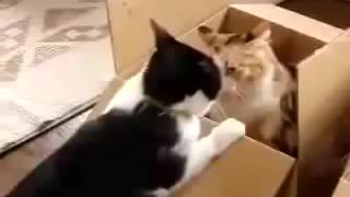 Katzen lustige videos 01X eMiNem