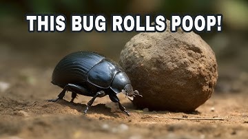Why Dung Beetles Roll Poop - Insect Biology - Science For Kids - Nature Facts - Soil Health
