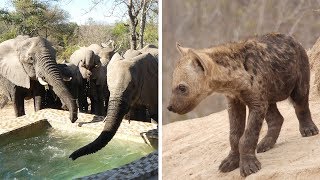 Baby Hyena Cuteness and Elephants drinking from our pool