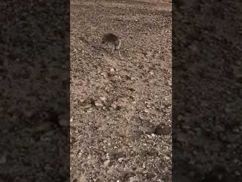 ذيابة بطن الغول