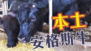 養牛也可以減碳?台灣本土的安格斯牛本土肉牛就只能是乳牛的副產物?台灣肉牛產業和牧牧場 國產牛肉