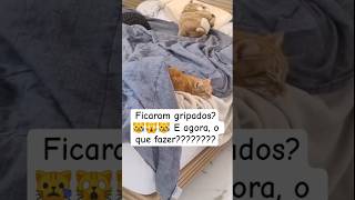 você sabe o que fazer? #gatos #frio #gripe #pets #meumundocat #comgripe #gatodoente #oquefazee #cat